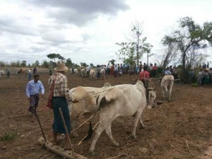 Farmers in Sagaing Division, in central Burma, took to ploughing lands they say were seized by the military. (PHOTO: DVB)
